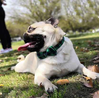 Odinė audinio apykaklė su peteliške šuniui ROCCO