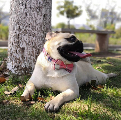 Odinė audinio apykaklė su peteliške šuniui ROCCO